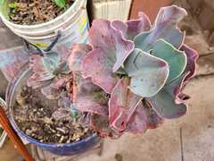 Gibbiflorae