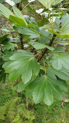Pseudopanax crassifolius × lessonii