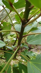 Pseudopanax crassifolius × lessonii