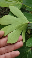 Pseudopanax crassifolius × lessonii