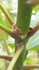 Pseudopanax crassifolius × lessonii