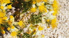 Ericameria cuneata spathulata