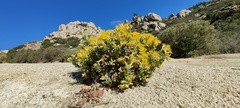 Ericameria cuneata spathulata