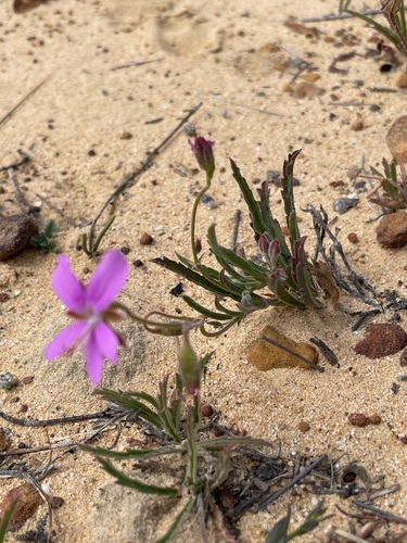 Image of Pelargonium coronopifolium by (c) Matt Berger, some rights reserved (CC BY)