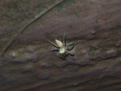 Epocilla
