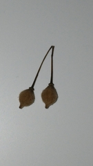 Tilia americana