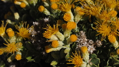 Ericameria cuneata spathulata
