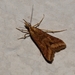 Diasemia monostigma - Photo (c) i_c_riddell, μερικά δικαιώματα διατηρούνται (CC BY), uploaded by i_c_riddell