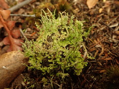 Cladonia darwinii