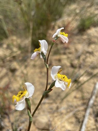 Image of Disa flexuosa by (c) Matt Berger, some rights reserved (CC BY)