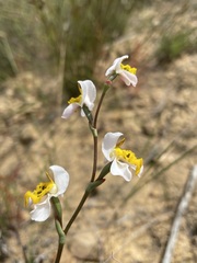 Disa flexuosa
