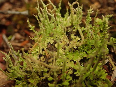 Cladonia darwinii