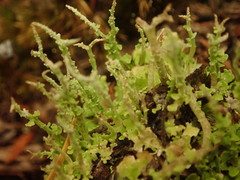 Cladonia darwinii