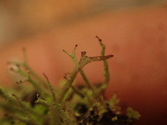 Cladonia darwinii
