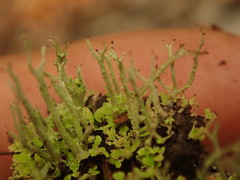Cladonia darwinii