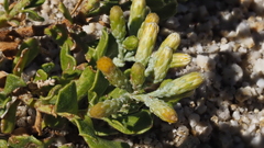 Ericameria cuneata spathulata