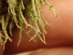 Cladonia darwinii