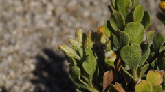Ericameria cuneata spathulata
