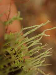 Cladonia darwinii