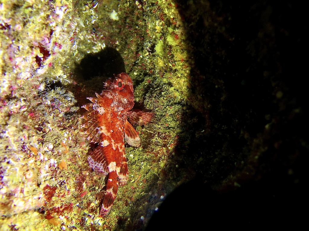 Madeira rockfish (Scorpaena maderensis) — Scorpaenidae