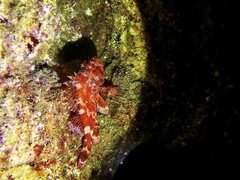 Madeira Scorpionfish