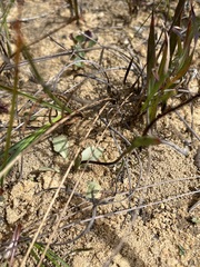 Disa flexuosa