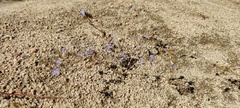 Eriastrum sapphirinum sapphirinum