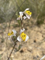 Disa flexuosa