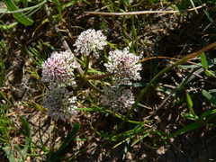 Oenanthe globulosa