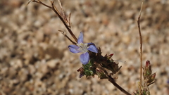 Eriastrum sapphirinum sapphirinum