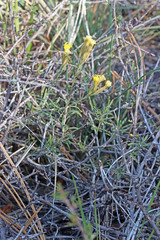 Chrysothamnus depressus