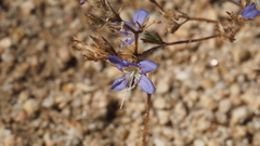 Eriastrum sapphirinum sapphirinum