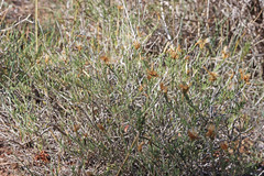 Chrysothamnus depressus