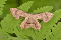 Dysaethria moza