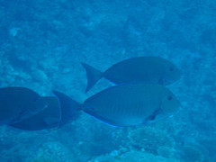Prionurus maculatus