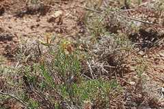 Chrysothamnus depressus