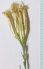 Chrysothamnus depressus