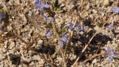 Eriastrum sapphirinum sapphirinum