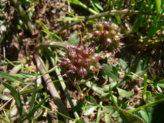 Oenanthe globulosa