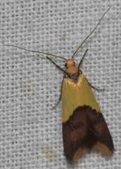 Hemibela oxyptera