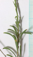 Chrysothamnus depressus