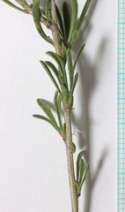 Chrysothamnus depressus