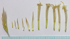 Chrysothamnus depressus