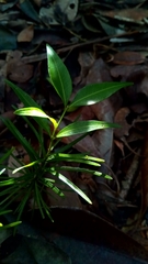 Buxus