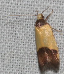 Heteroteucha kershawi
