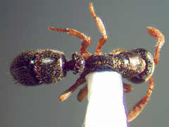 Ponera pennsylvanica