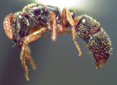 Ponera pennsylvanica