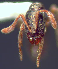 Ponera pennsylvanica