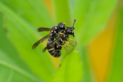 Parancistrocerus pensylvanicus