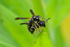 Parancistrocerus pensylvanicus